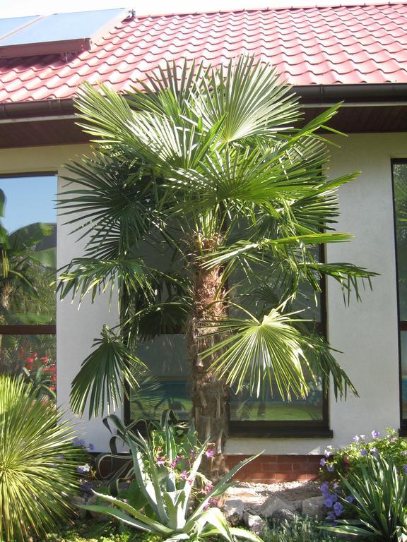 Pokoje Goscinne Pod Palmami Busko-Zdrój Zimmer foto