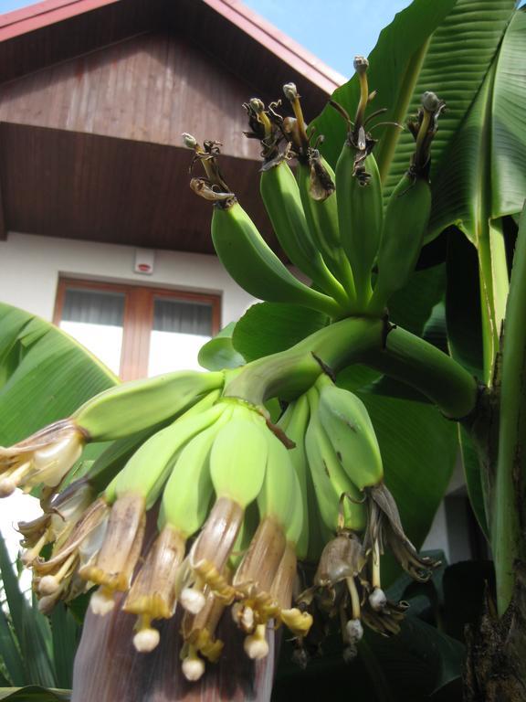 Pokoje Goscinne Pod Palmami Busko-Zdrój Exterior foto
